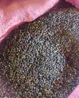 BLACK  PEPPER