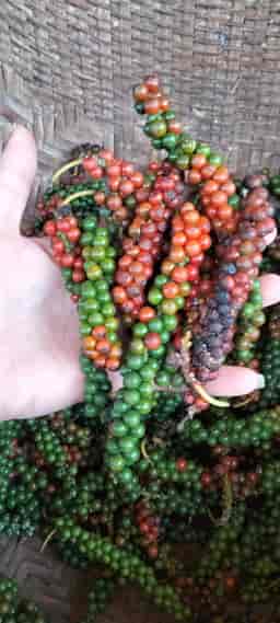 BLACK  PEPPER