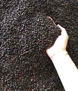 BLACK  PEPPER