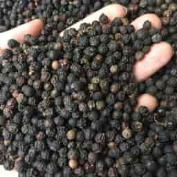 BLACK  PEPPER