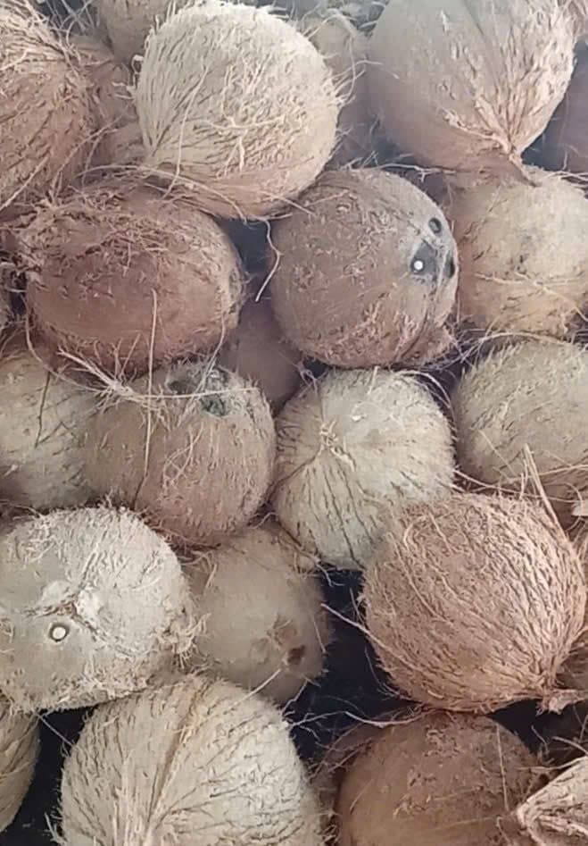 DỪA KHÔ