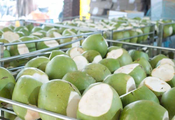 DỪA TƯƠI