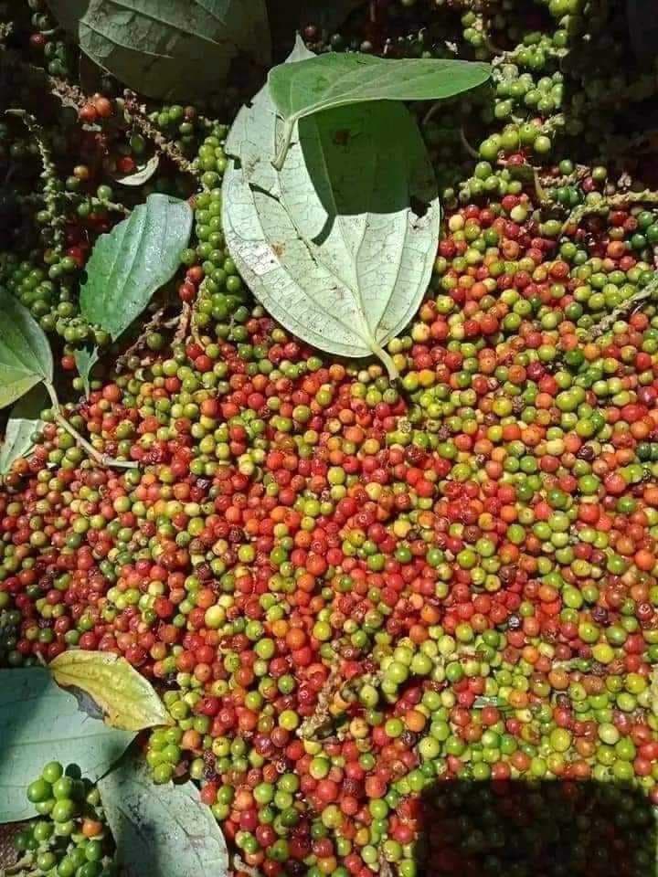 BLACK  PEPPER