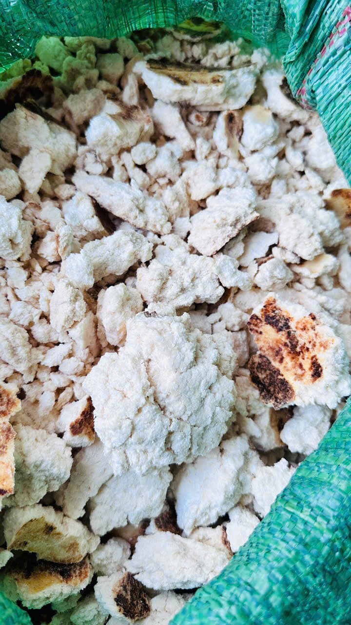 CÁM DỪA TRẮNG