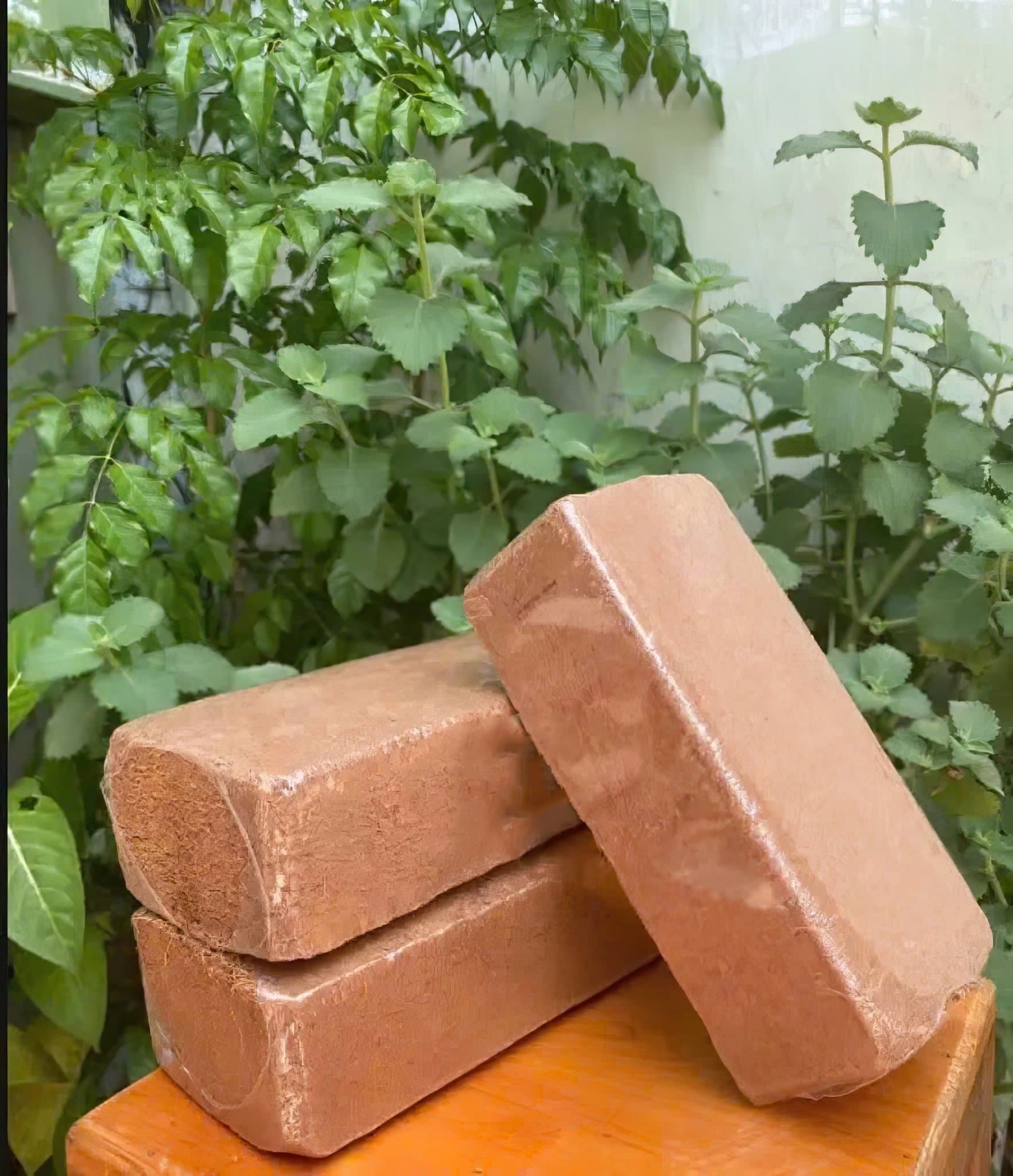 SƠ DỪA