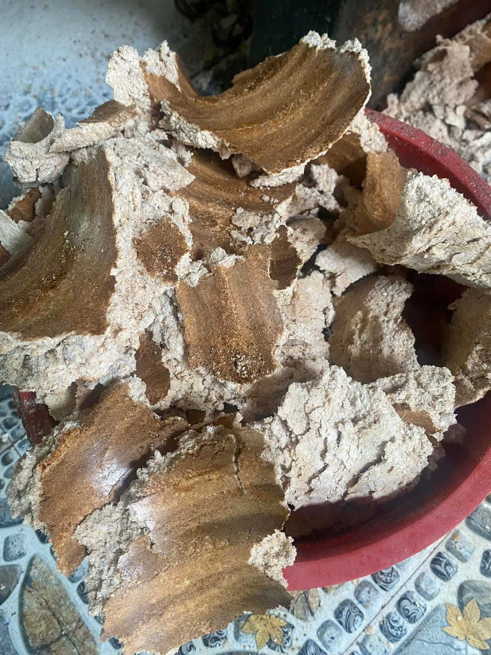 CÁM DỪA NÂU