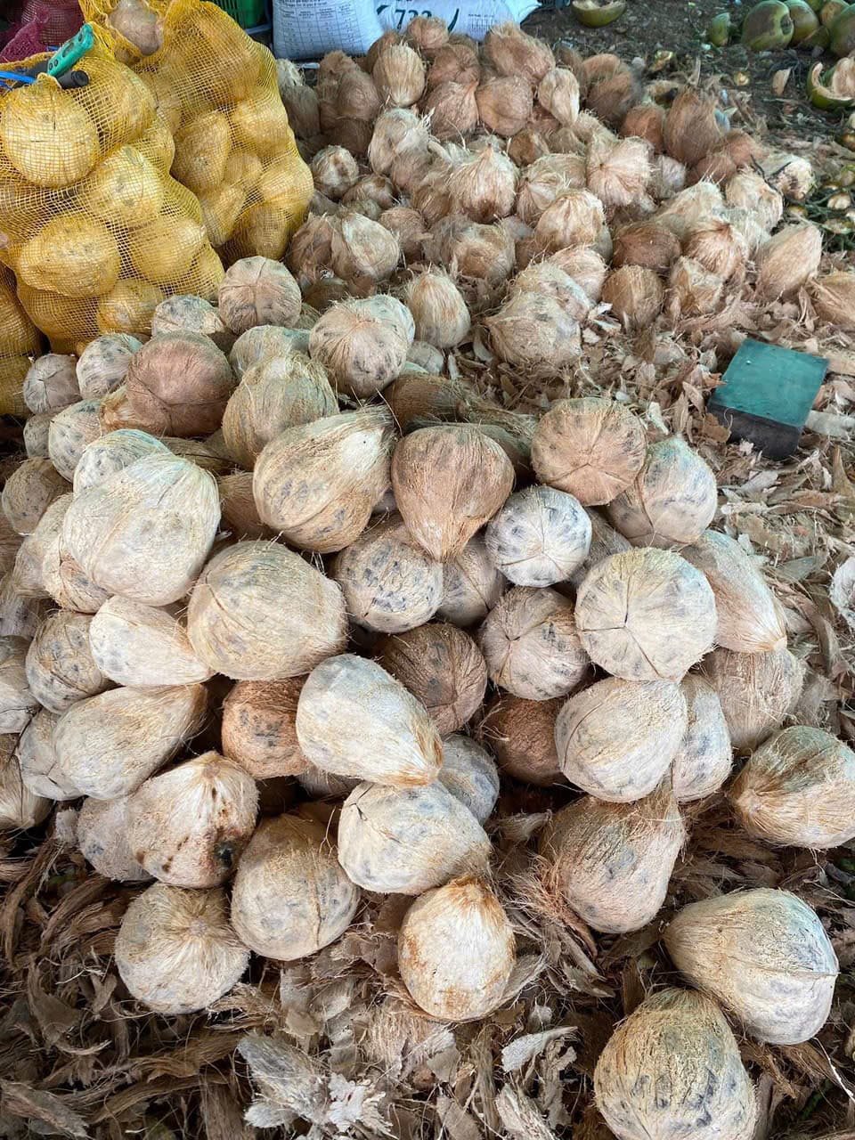 DỪA KHÔ