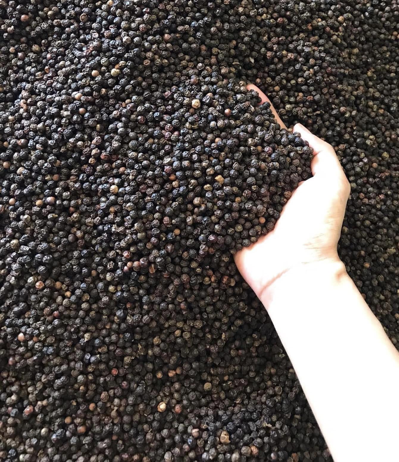 BLACK  PEPPER