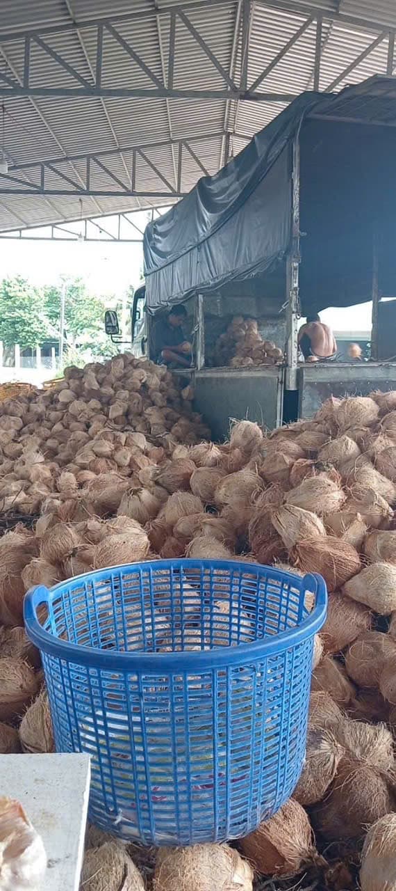 DỪA KHÔ